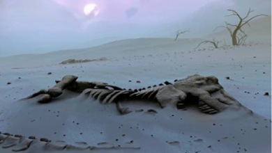"علماء الحفريات" حفرية الديناصور التي عثر عليها 2012 تعود لأكبر حيوان بري على الأرض