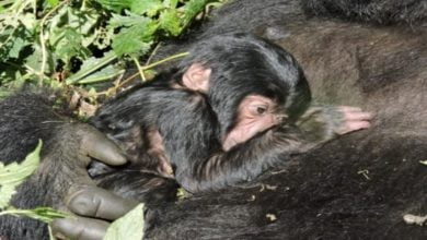 ولادة اثنين من الغوريلا الجبلية المهددة بالانقراض بجمهورية الكونغو