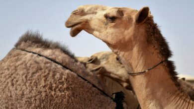 أرواح برئية.. ردة فعل ناقة رأت صاحبها الذي باعها منذ فترة طويلة_الديرة نيوز